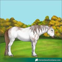 Horse Color:White Spotted Chestnut Sabino Frame 