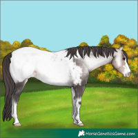 Horse Color:Platinum Buckskin Onyx Snowcap 