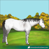 Horse Color:Gray Platinum Bay Onyx Appaloosa