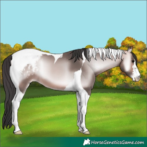 Horse Color:Platinum Bay Onyx Tobiano Appaloosa 