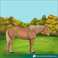 Horse Color:Chestnut 