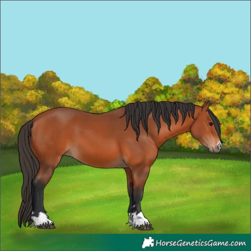 Horse Color:Bay 