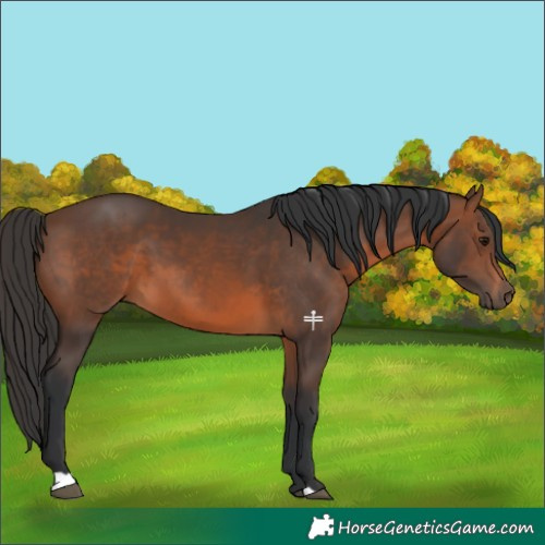 Horse Color:Brown 