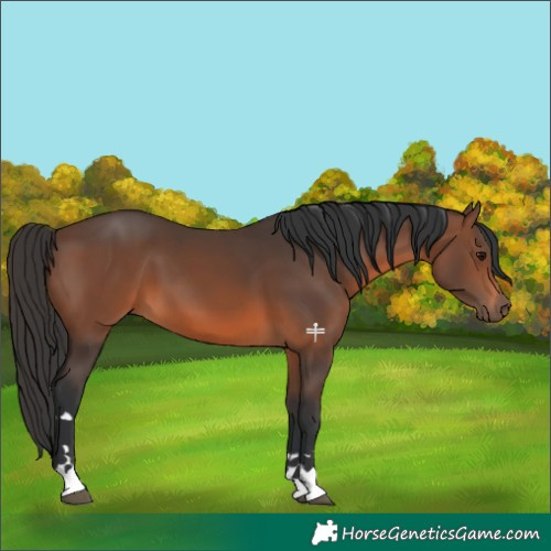 Horse Color:Brown 