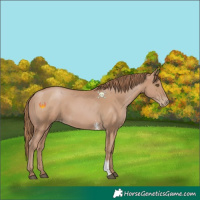Horse Color:Black Pearl Sabino