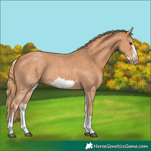 Horse Color:White Spotted Chestnut Sabino Frame 