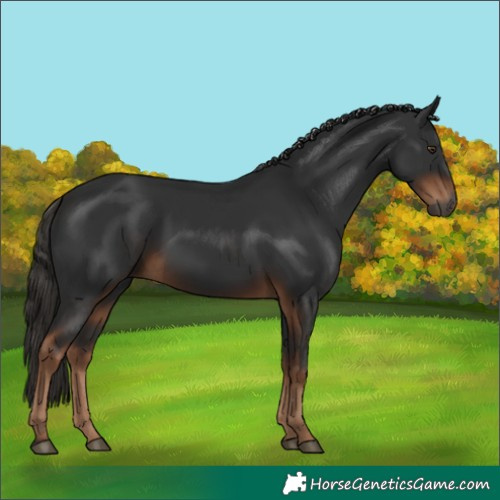 Horse Color:Gray White Spotted Liver Chestnut 