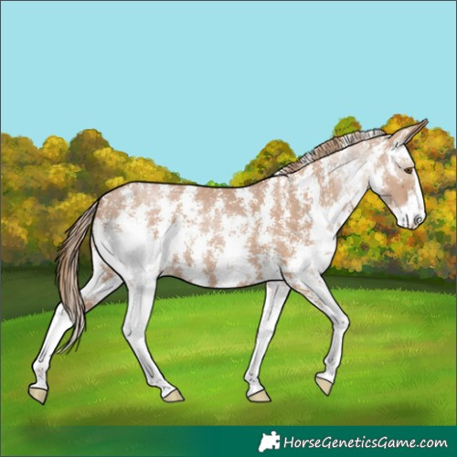 Horse Color:Black Pearl Sabino 