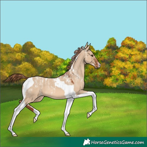 Horse Color:Powder White Red Dun Tobiano 