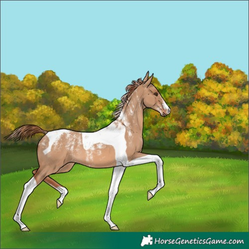 Horse Color:Powder White Red Dun Tobiano 