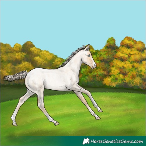 Horse Color:Powder White Palomino Roan Pearl Dun 