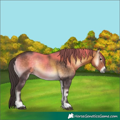 Horse Color:Buckskin Onyx 