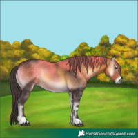 Horse Color:Buckskin Onyx 