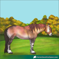Horse Color:Buckskin Onyx 