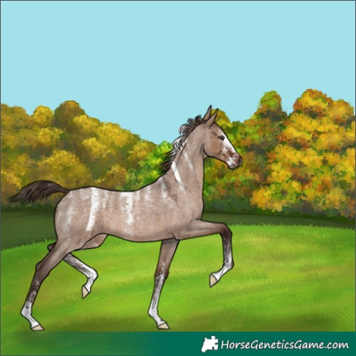 Horse Color:Powder White Liver Red Dun Roan 
