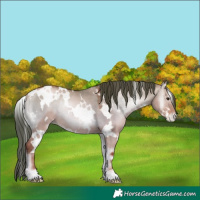 Horse Color:White Spotted Brown Pearl Onyx Rabicano