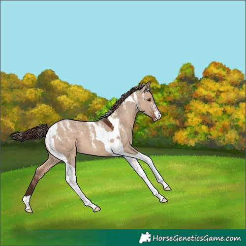 Horse Color:Powder White Liver Red Dun Tobiano 