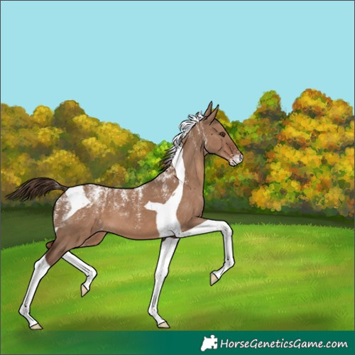 Horse Color:Powder White Liver Red Dun Tobiano 