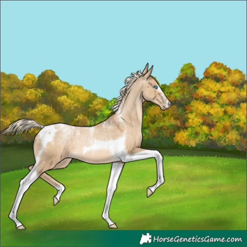 Horse Color:Powder White Chocolate Palomino Pearl Dun Tobiano 