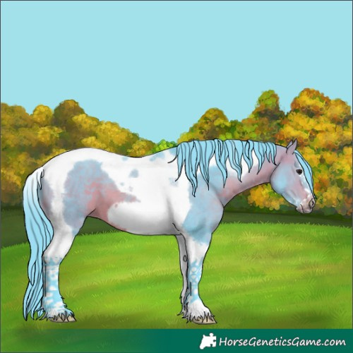 Horse Color:Watercolor Bay Tobiano Frame 