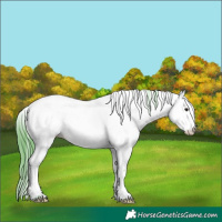 Horse Color:Watercolor White Spotted Brown Dun Sabino Appaloosa 
