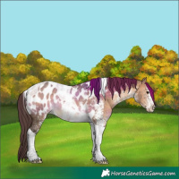 Horse Color:White Spotted Brown Dun Tobiano Appaloosa