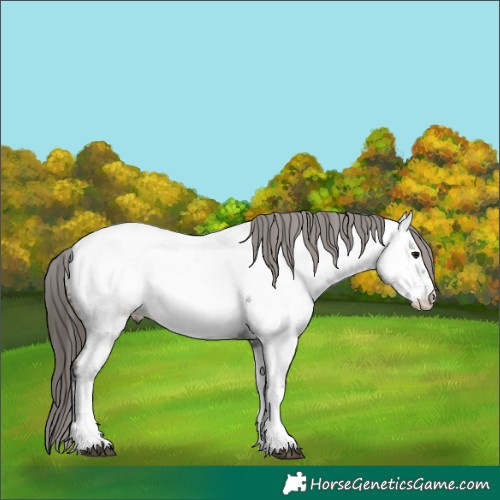 Horse Color:White Spotted Grullo Appaloosa 