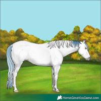 Horse Color:Gray Watercolor White Spotted Sable Champagne Dun Tobiano Appaloosa