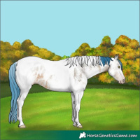 Horse Color:Gray Watercolor White Spotted Sable Champagne Dun Tobiano Appaloosa 