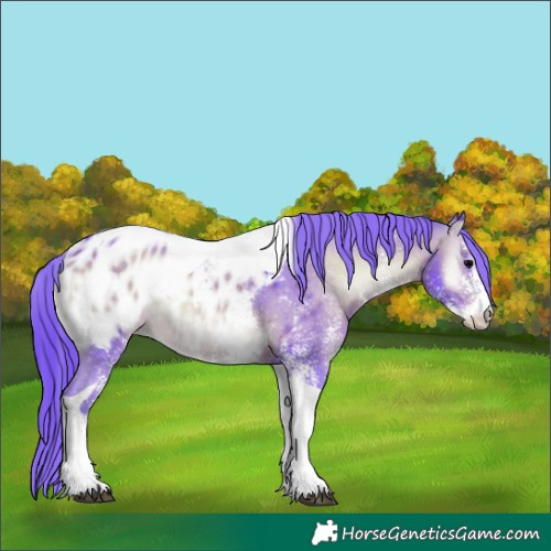 Horse Color:Watercolor White Spotted Bay Onyx Tobiano Appaloosa 
