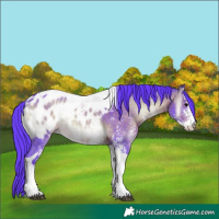 Horse Color:Watercolor White Spotted Bay Onyx Tobiano Appaloosa 
