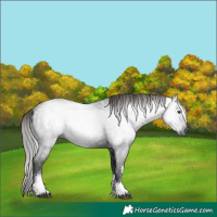 Horse Color:Gray White Spotted Liver Chestnut