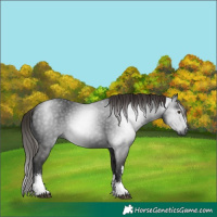 Horse Color:Gray White Spotted Liver Chestnut 