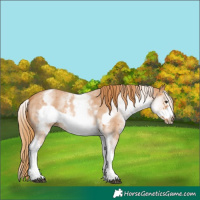 Horse Color:White Spotted Chestnut Sabino Frame