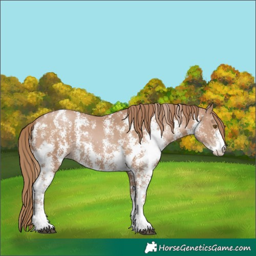 Horse Color:Black Pearl Sabino 