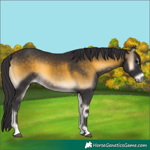 Horse Color:Buckskin Onyx 