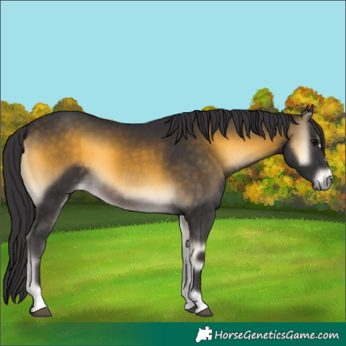 Horse Color:Buckskin Onyx 