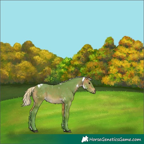 Horse Color:Watercolor White Spotted Silver Buckskin 
