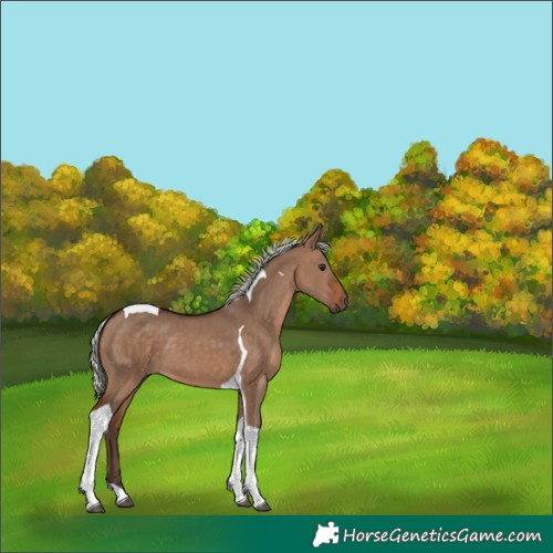 Horse Color:Silver Brown Dun Tobiano 