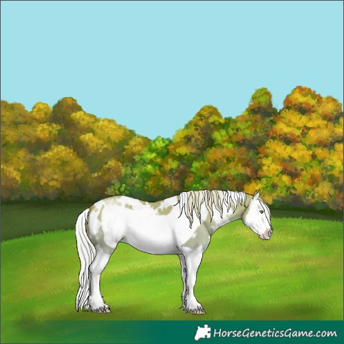 Horse Color:White Spotted Silver Sable Champagne Dun Splash Frame 