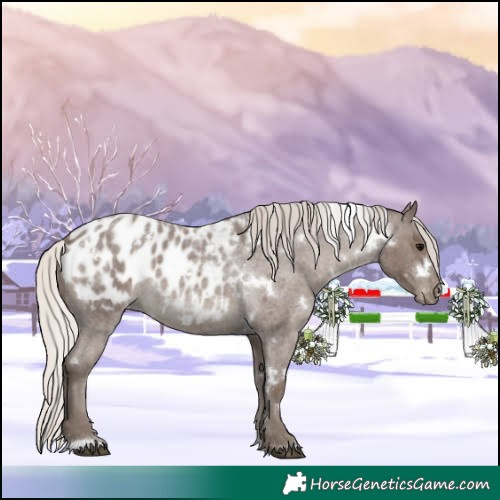 Horse Color:White Spotted Silver Blue Roan Appaloosa 