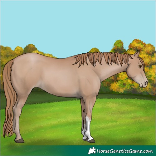 Horse Color:Black Pearl Sabino