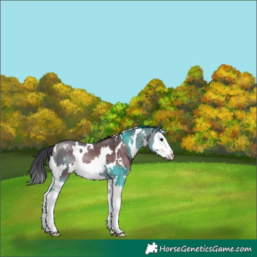 Horse Color:White Spotted Brown Dun Splash 