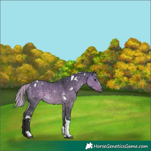 Horse Color:White Spotted Silver Buckskin Dun Tobiano 