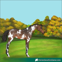 Horse Color:White Spotted Brown 