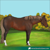 Horse Color:Liver Chestnut 