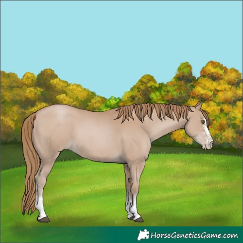 Horse Color:Black Pearl Sabino 