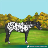 Horse Color:Black Appaloosa