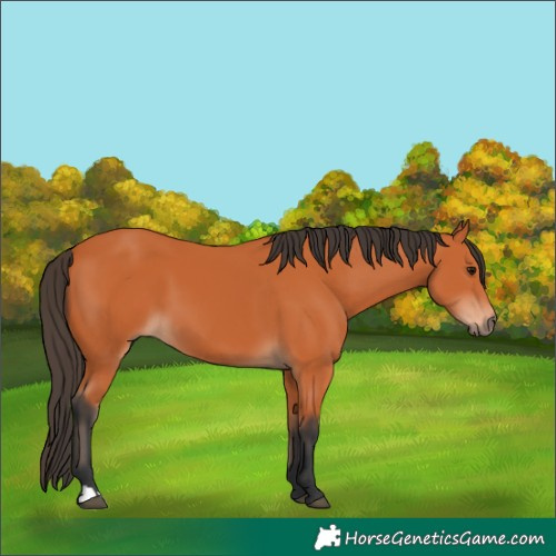 Horse Color:Bay 
