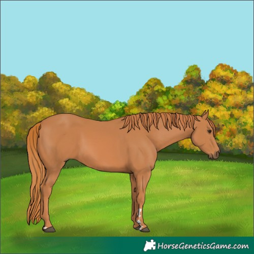 Horse Color:Chestnut 
